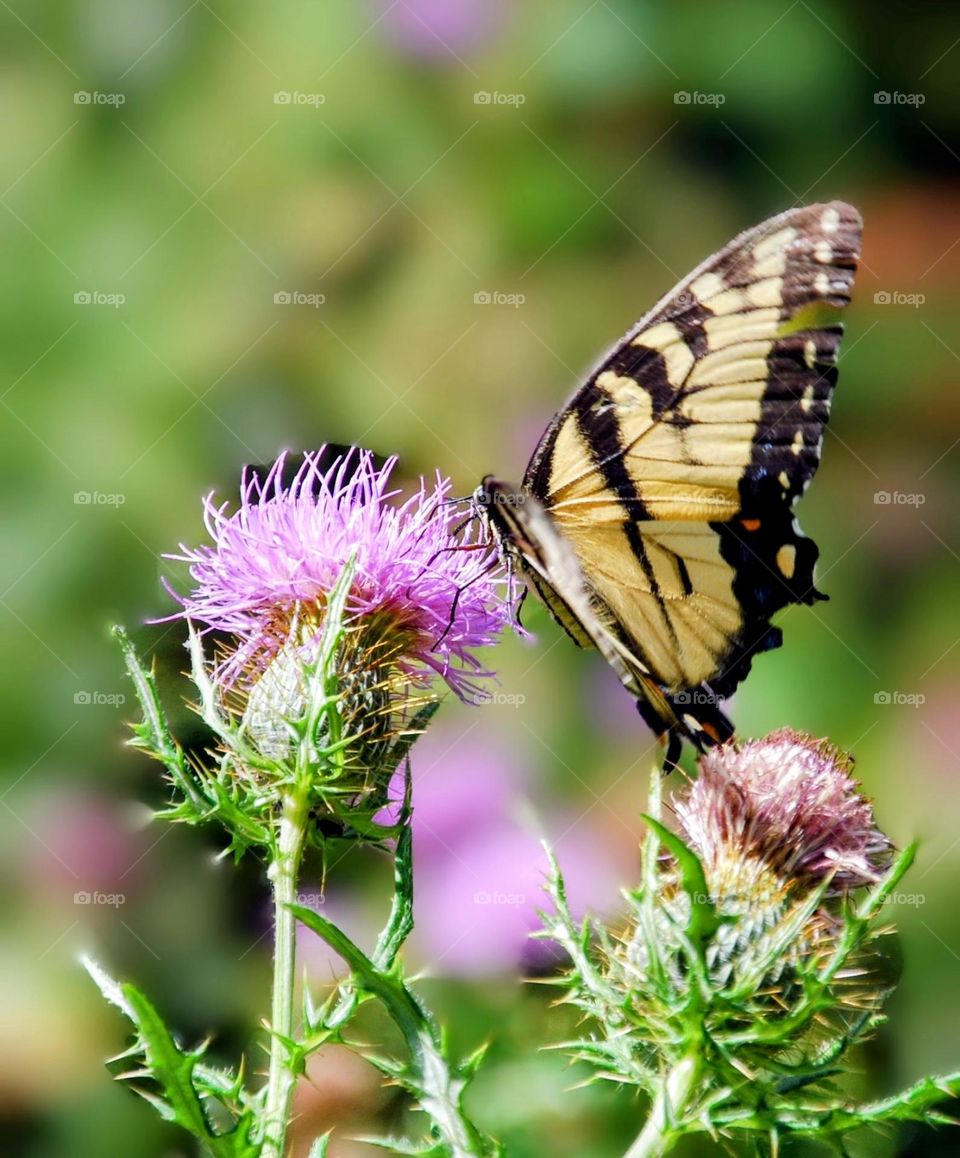 Monarch butterfly 🦋