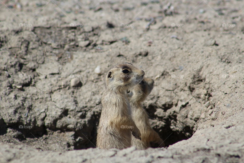 prairie dog pups