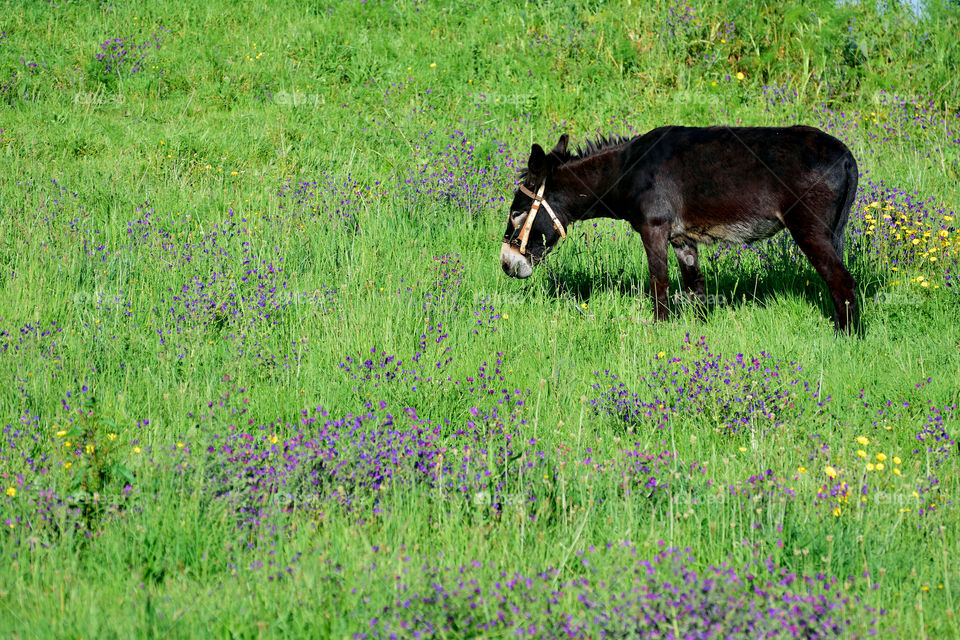 Donkey grazing in a field