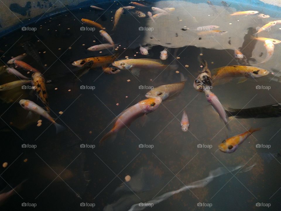 The fish are being fed pellets.