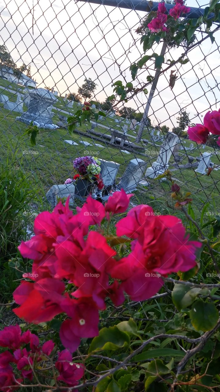 View into the cemetery