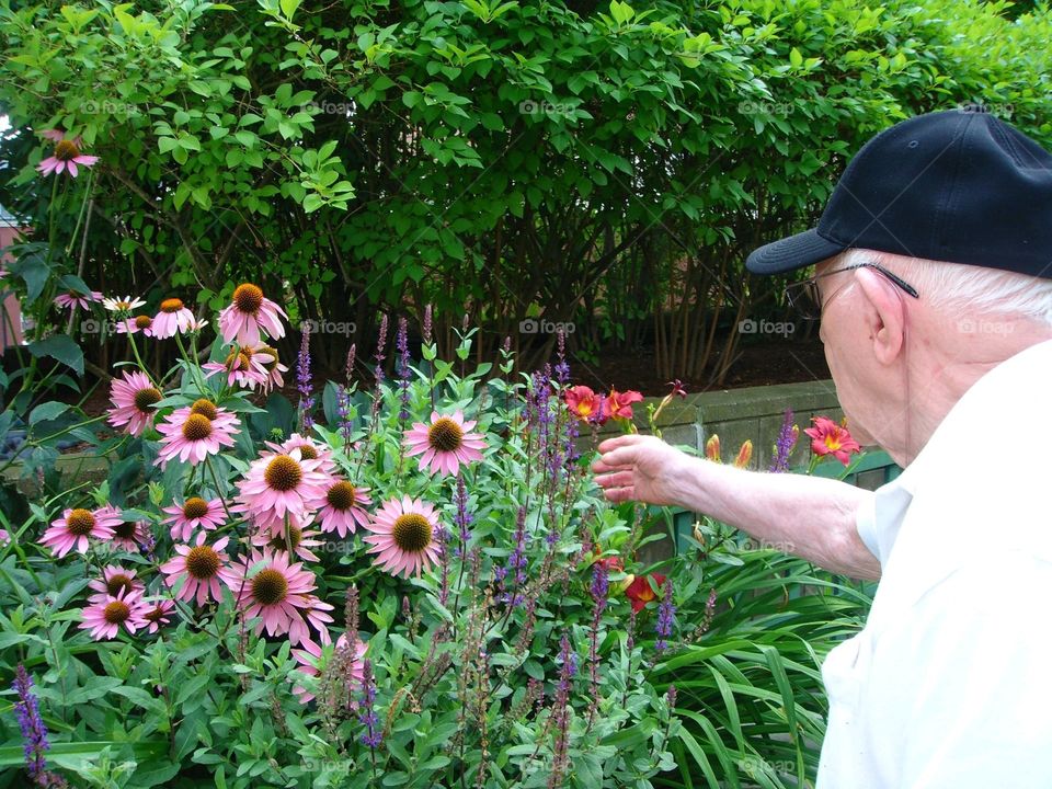 Senior man reaching for flowers. Elder admiring pink daisies. Garden of blooming flowers.
