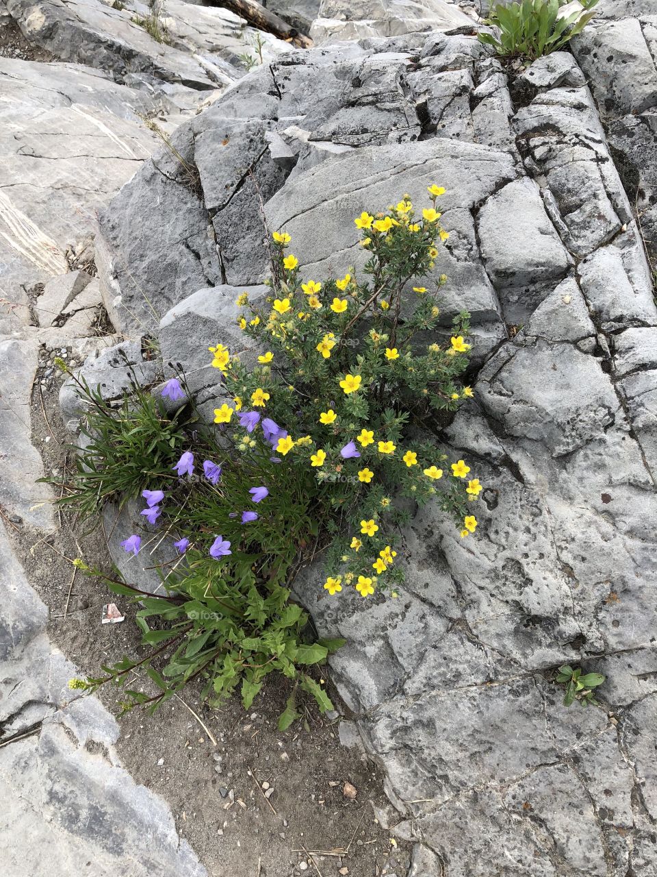 Mountain flowers 