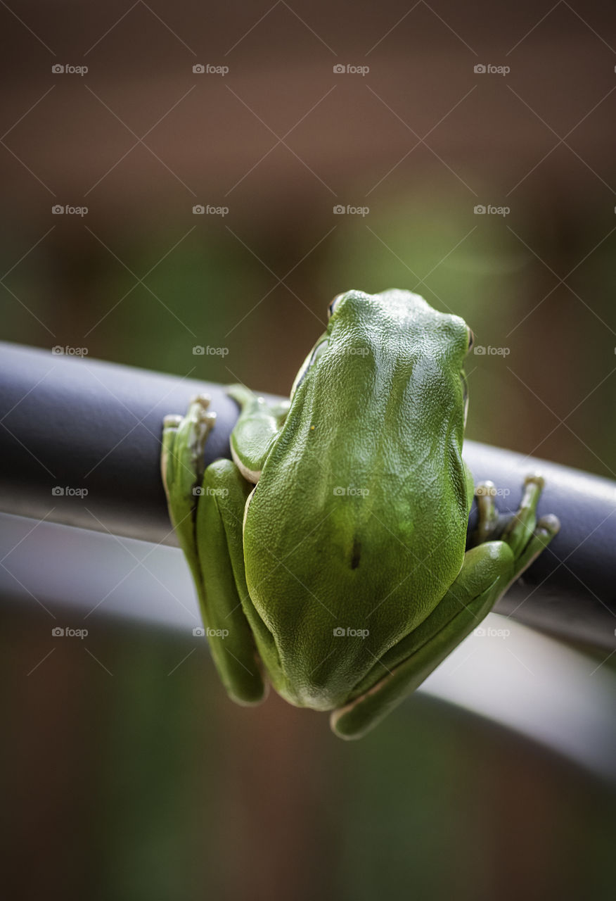Rear view tree frog on chair