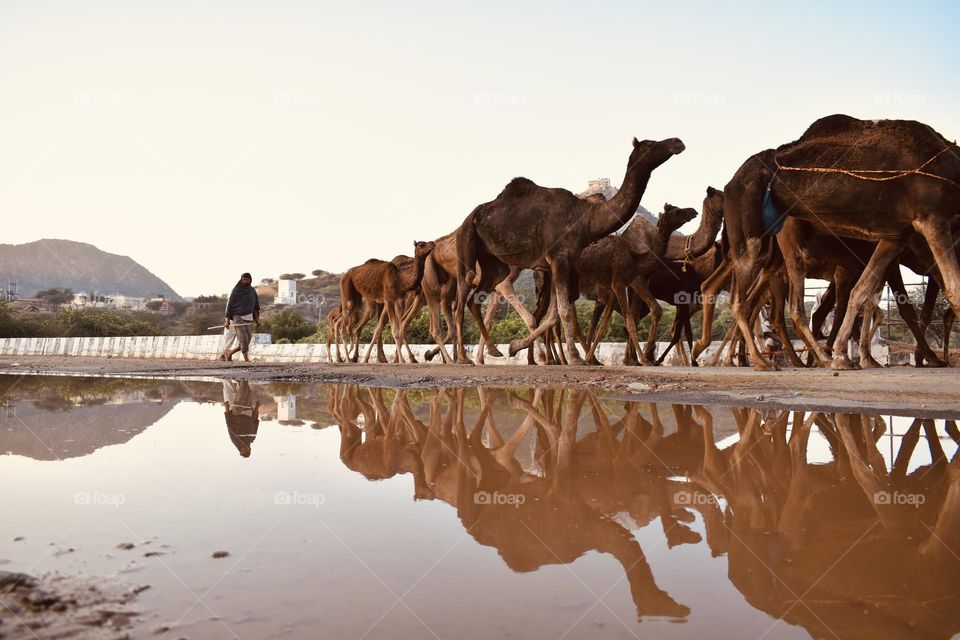 Camels at roads in rainy season