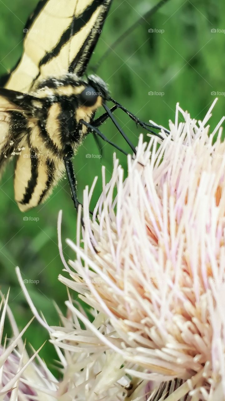 butterfly on flower