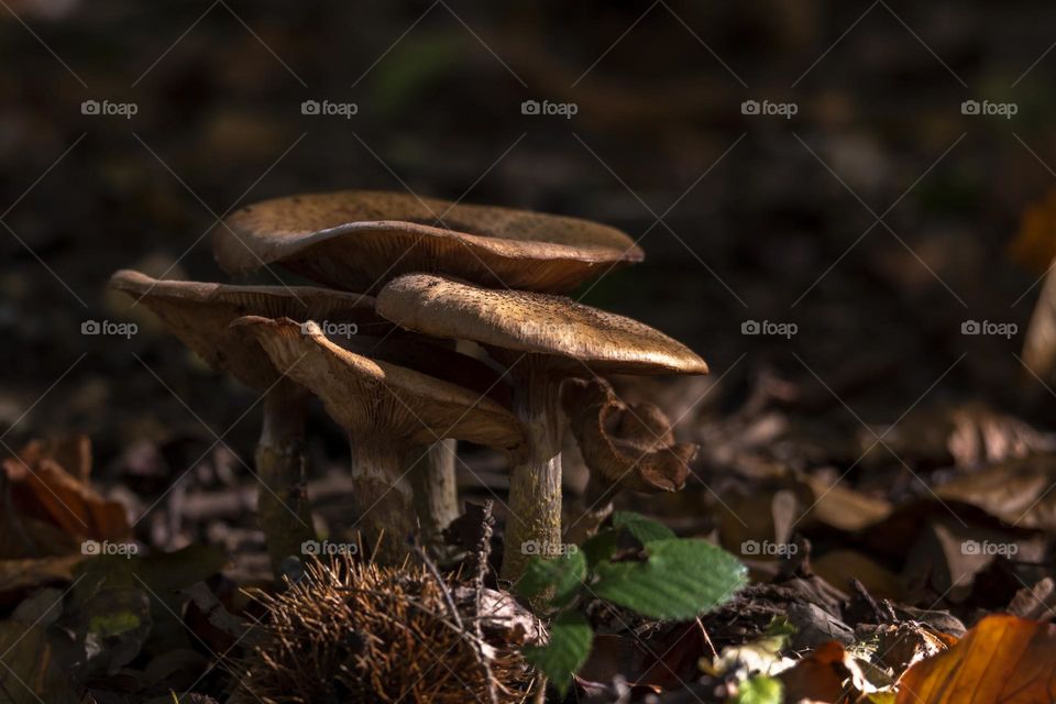 A low portrait of a bunch of mushrooms standing in a forest inbetween fallen autumn leaves and other foilage.