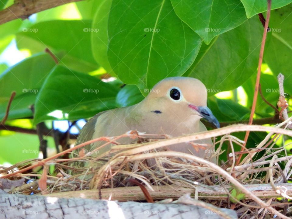 Dove-Bird