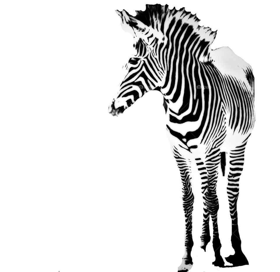 Grevy's Zebra 