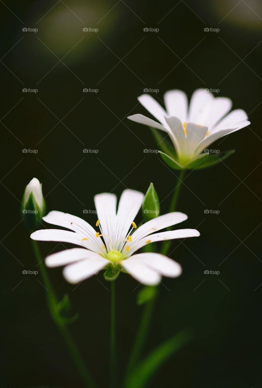 white flowers