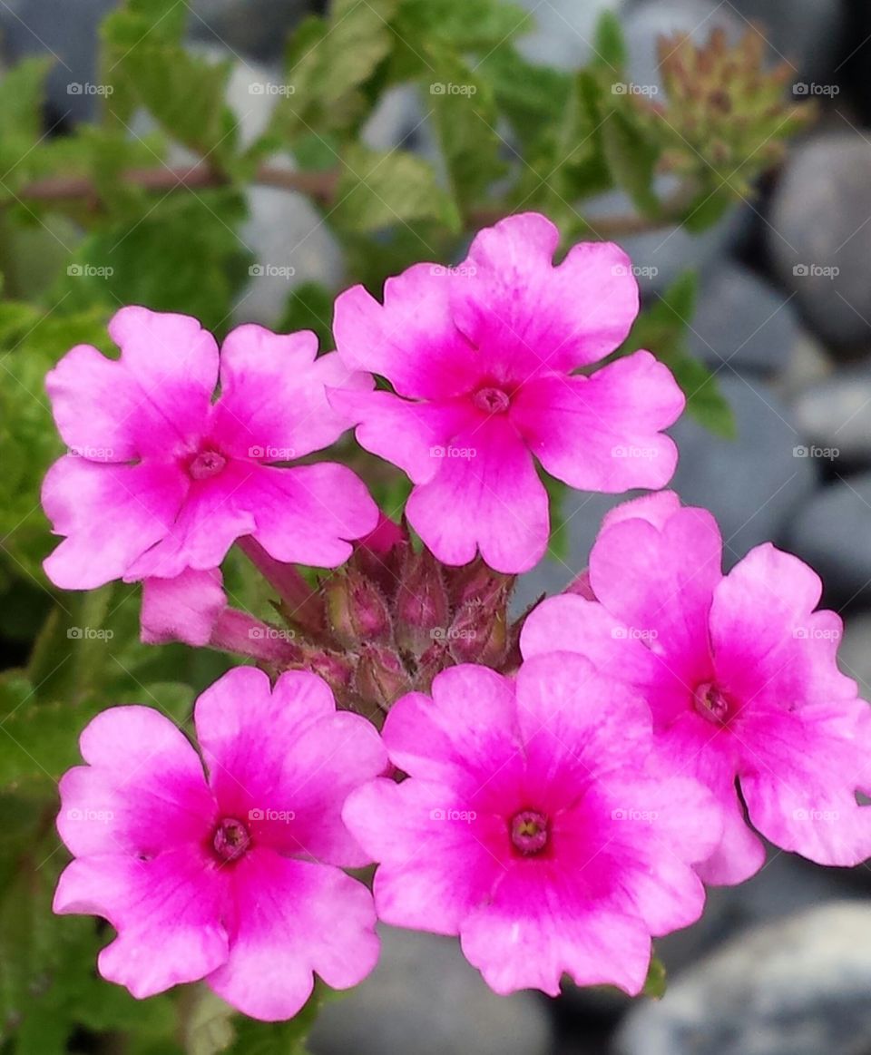 pink flowers and rocks