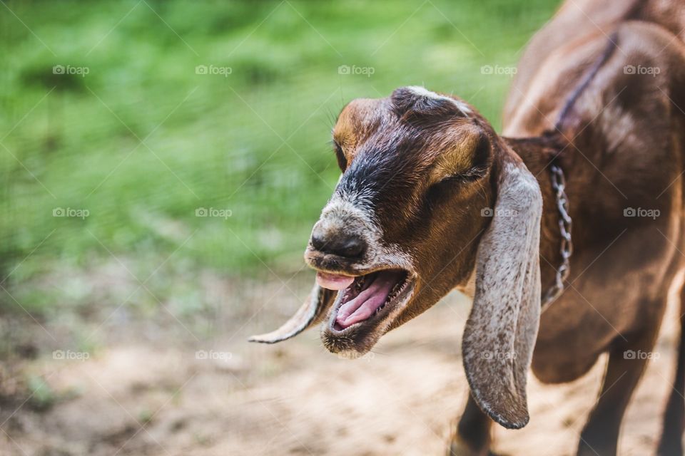 Goat Laughing