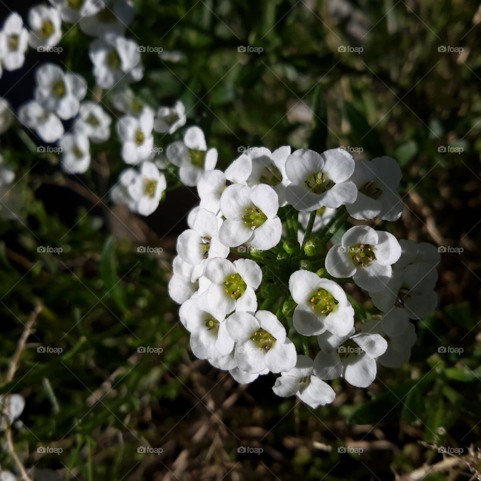 Alyssum