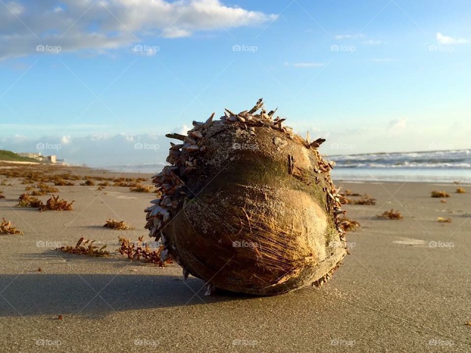 Coconut on the beach! Just in case you get hungry or thirsty in the summer sun! 