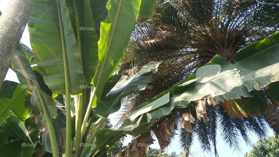 banana tree in the garden.