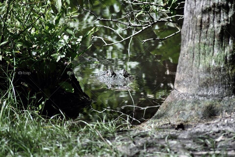 Alligator 