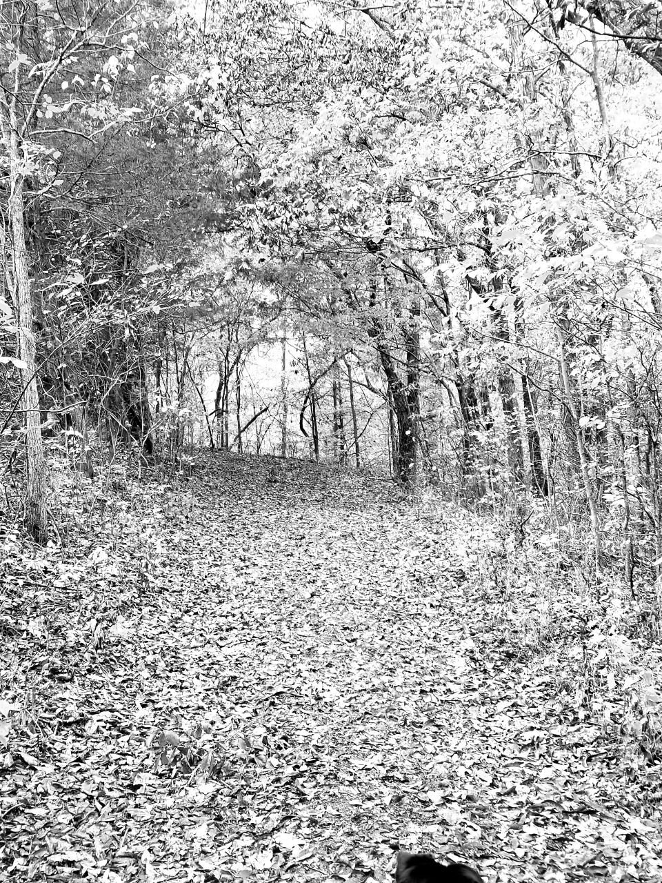 creepy path through the woods