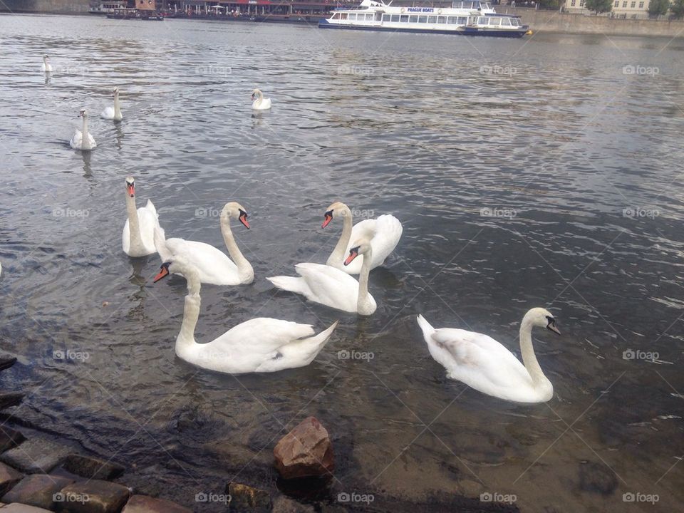 Swans
