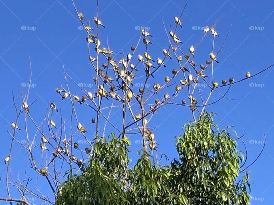 Galhos secos de árvores sob o céu azul, extremamente limpo abrigam dezenas de pequenos canarinhos e outras aves.