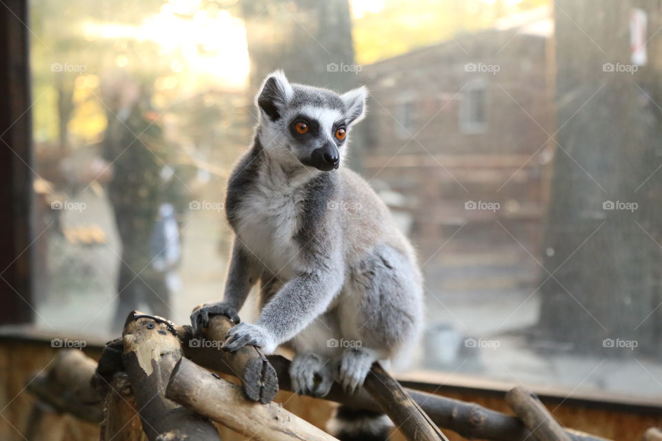 Lemur