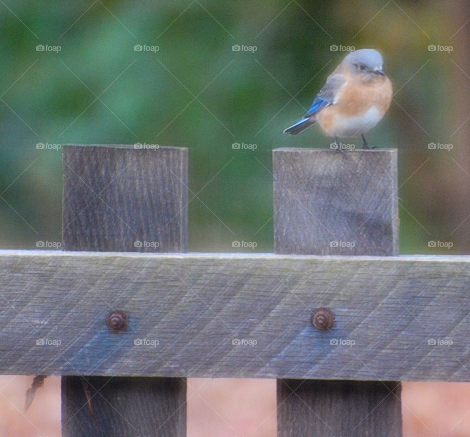 Southern blue bird. Southern blue bird