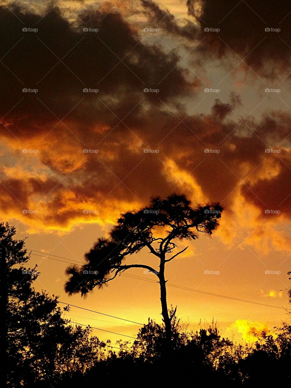 tree silhouette