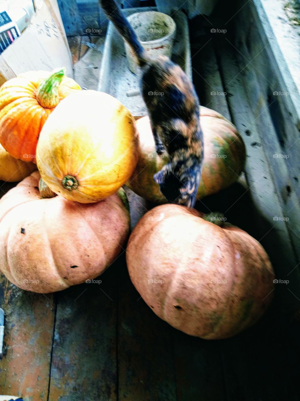 кошка Дашка