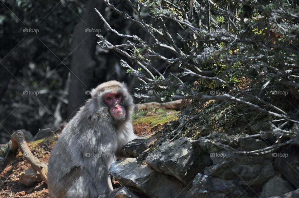Japanese Macaque 