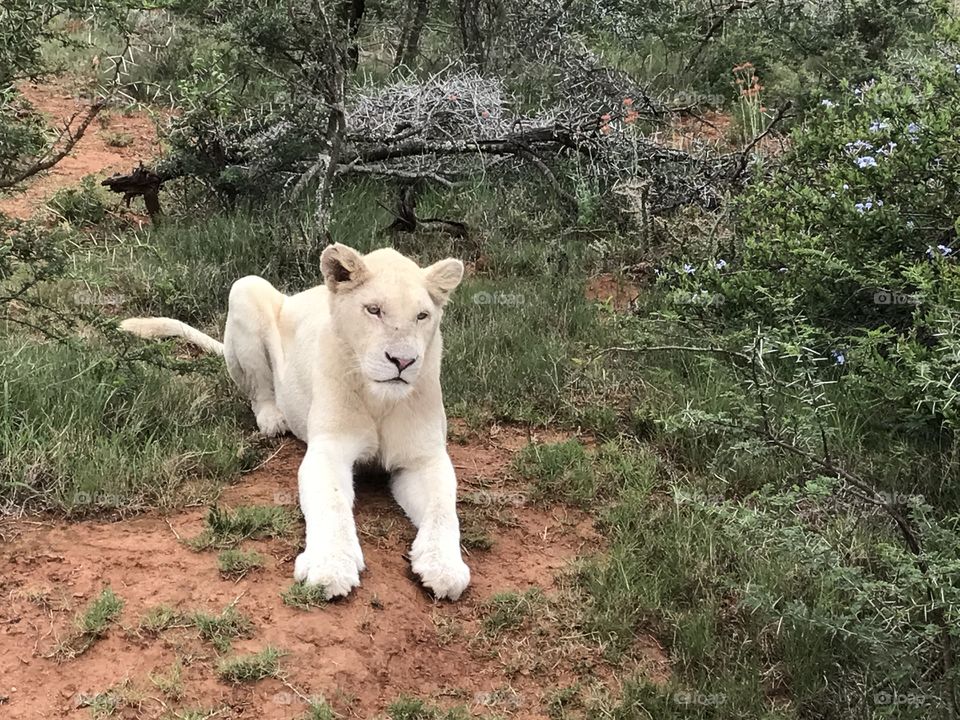 Young white lion on safari. 