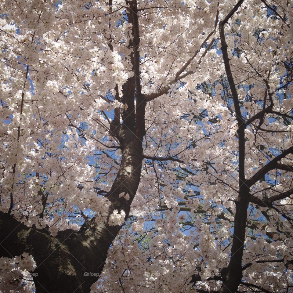 Cherry blossom trees