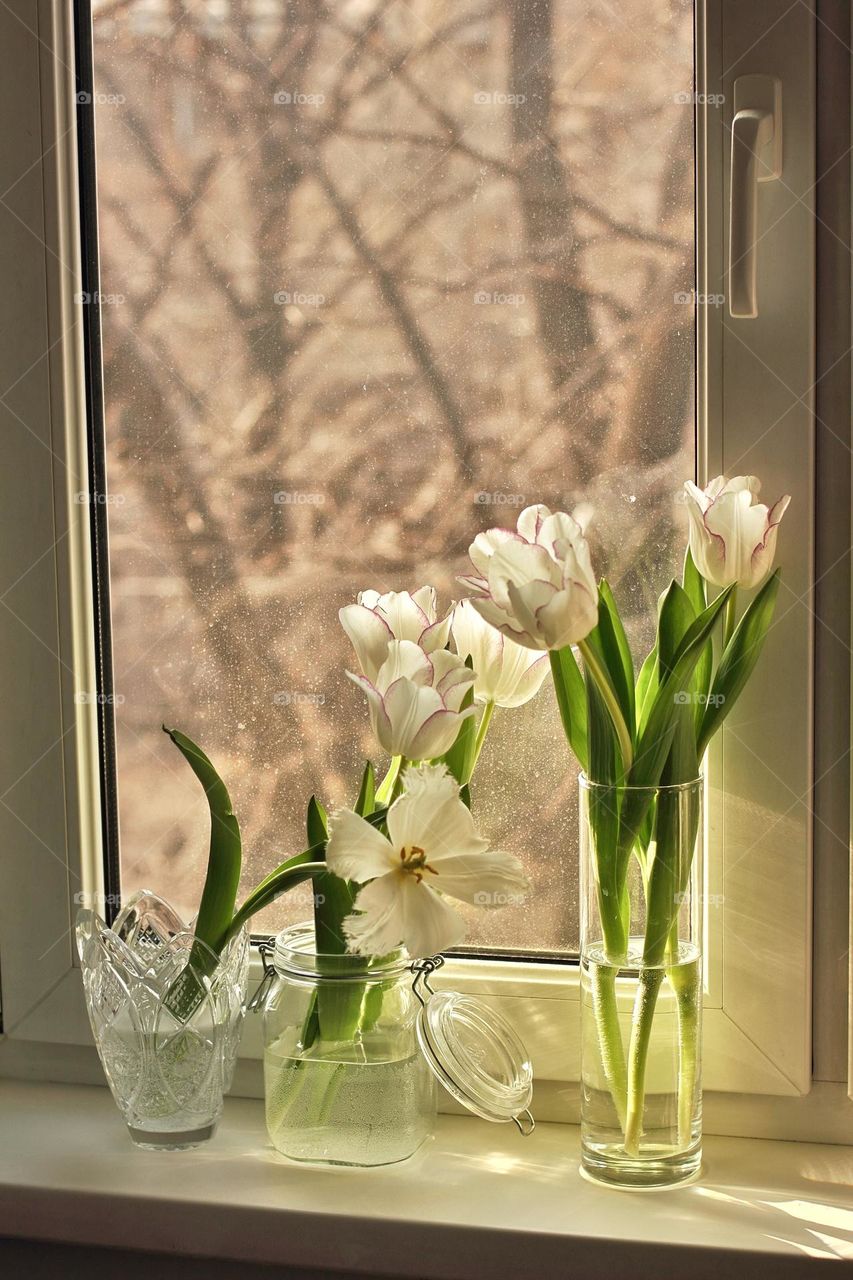 Tulips in vases