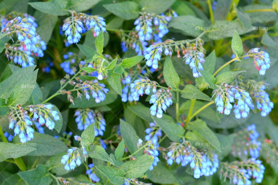 blue flowers and green leaves summer time texture background