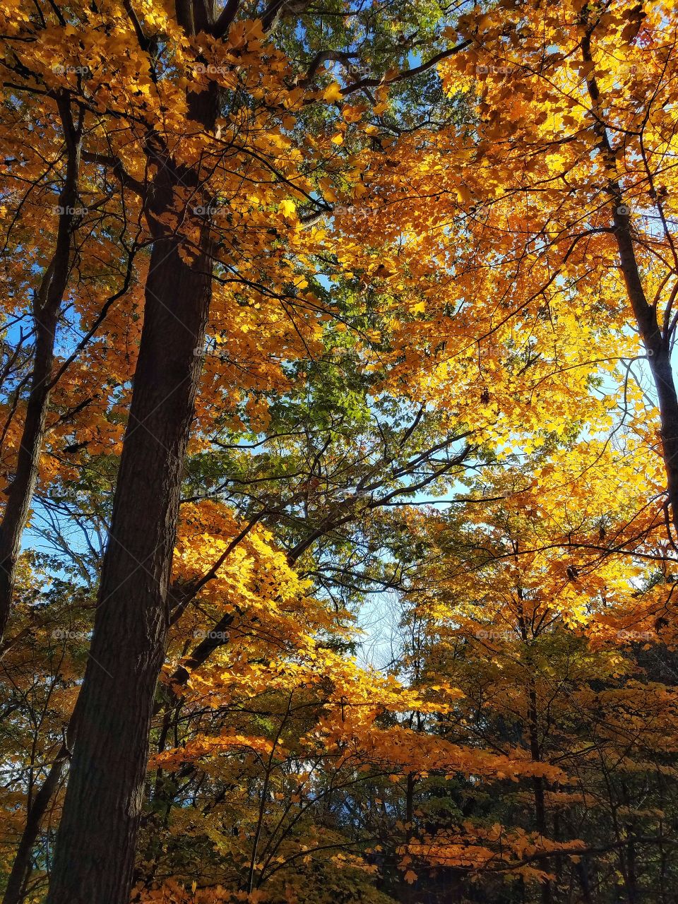 Autumn Colors