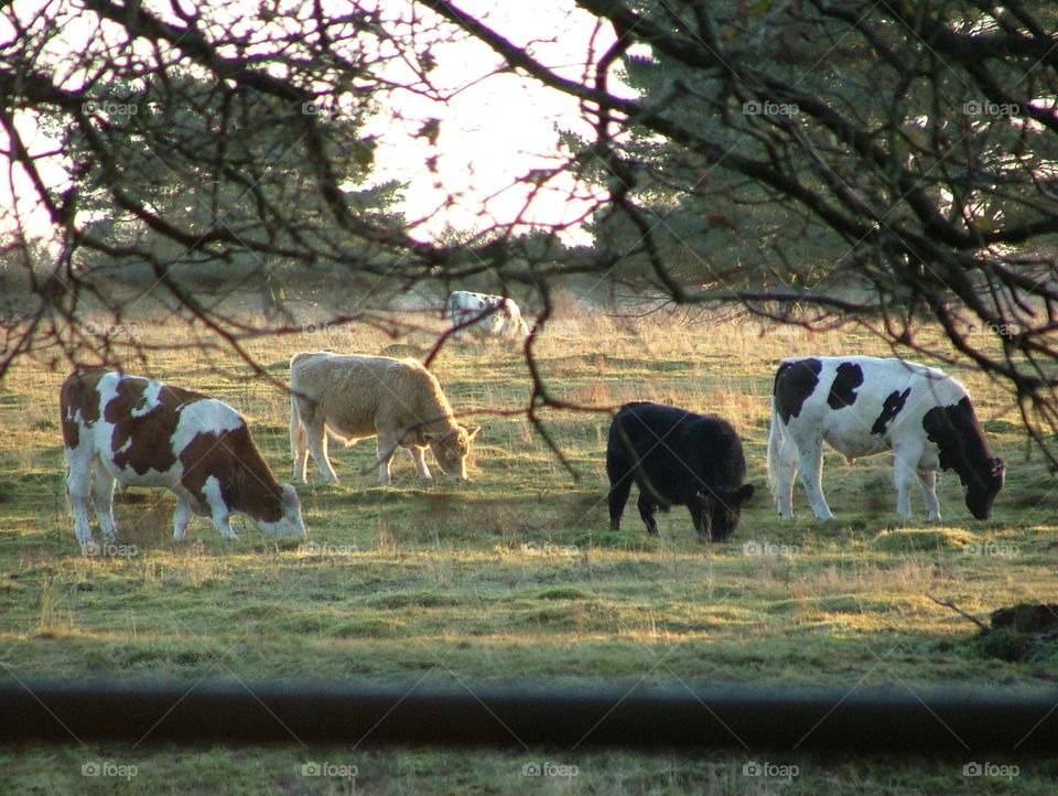 Cows grazing 