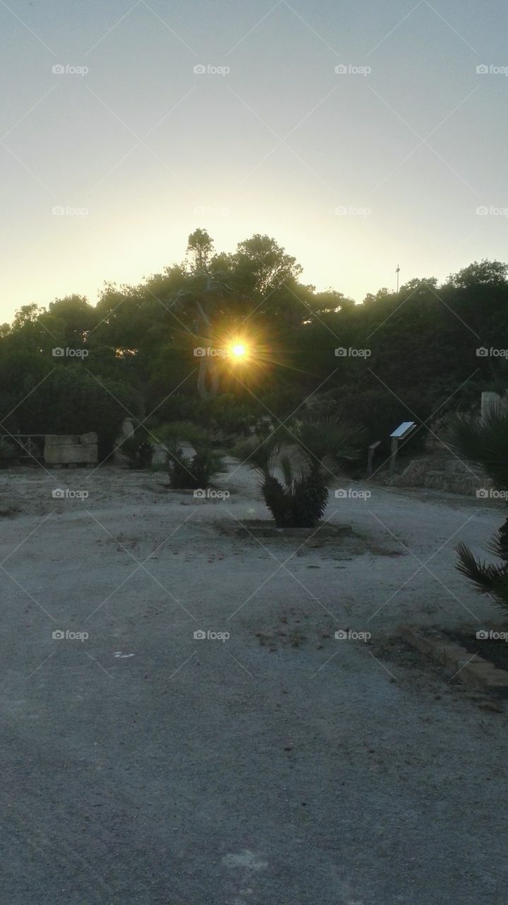 tramonto sole tra albero