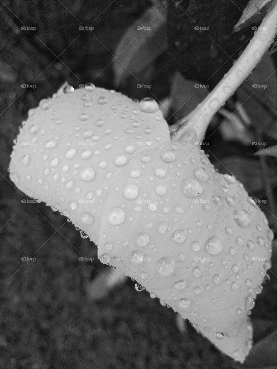 water drops in the flower