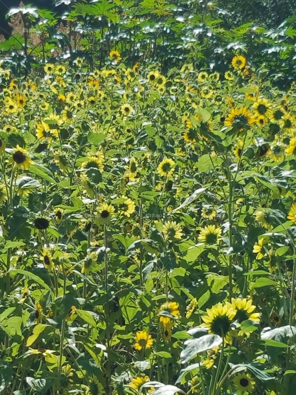 Sunflowers