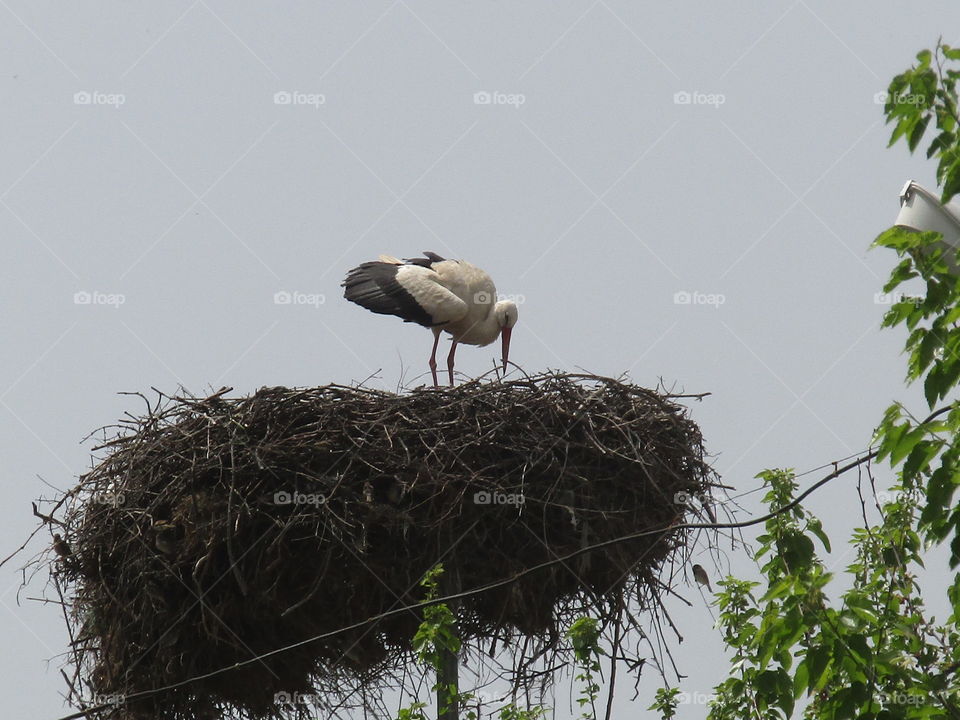 stork's net