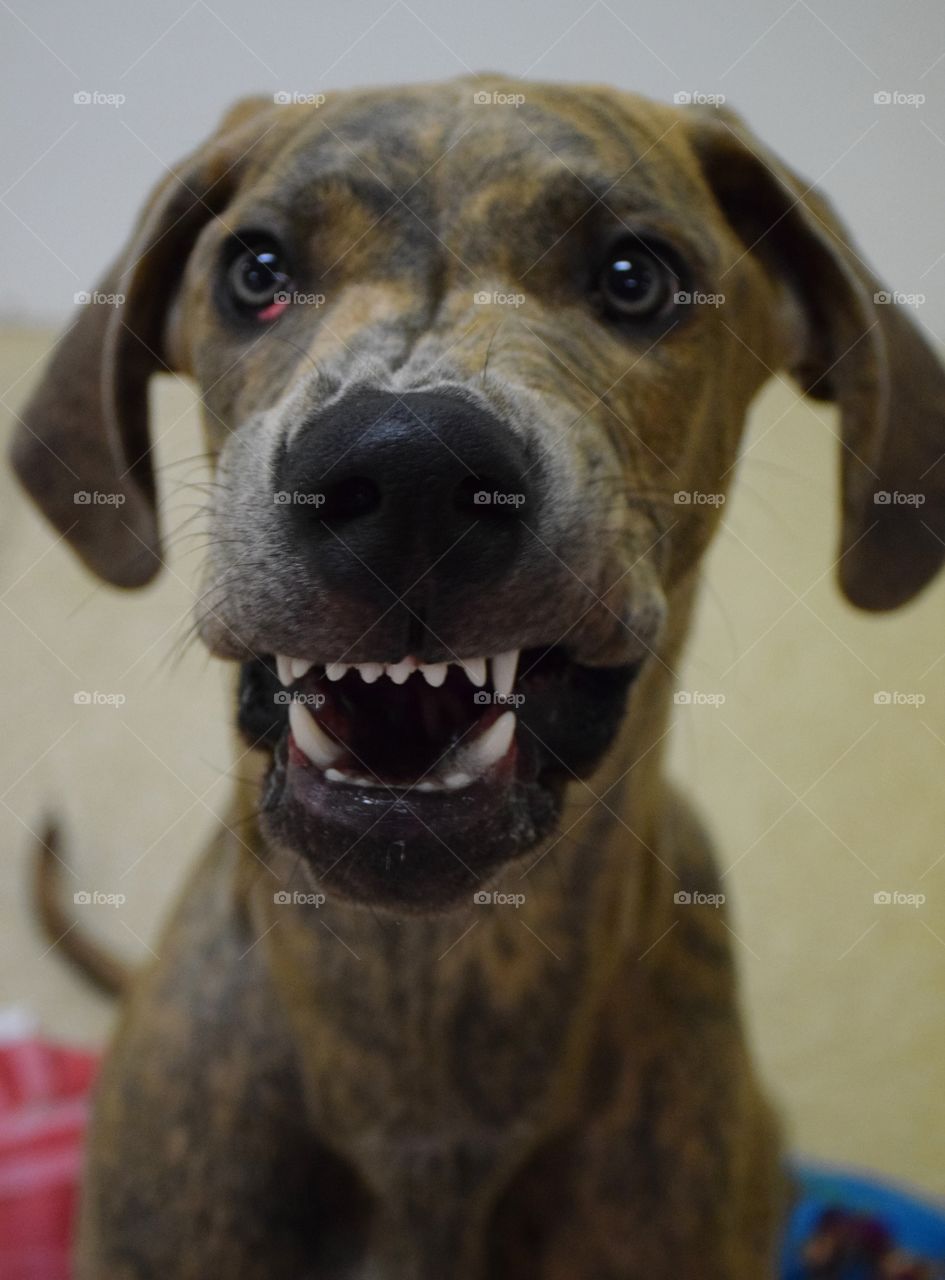 STELLA!!!. Stella loves to come to daycare.We take pics to post so that she can see her while deployed.  She is a character! 