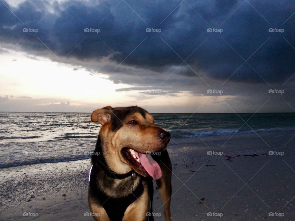 Beach dog 