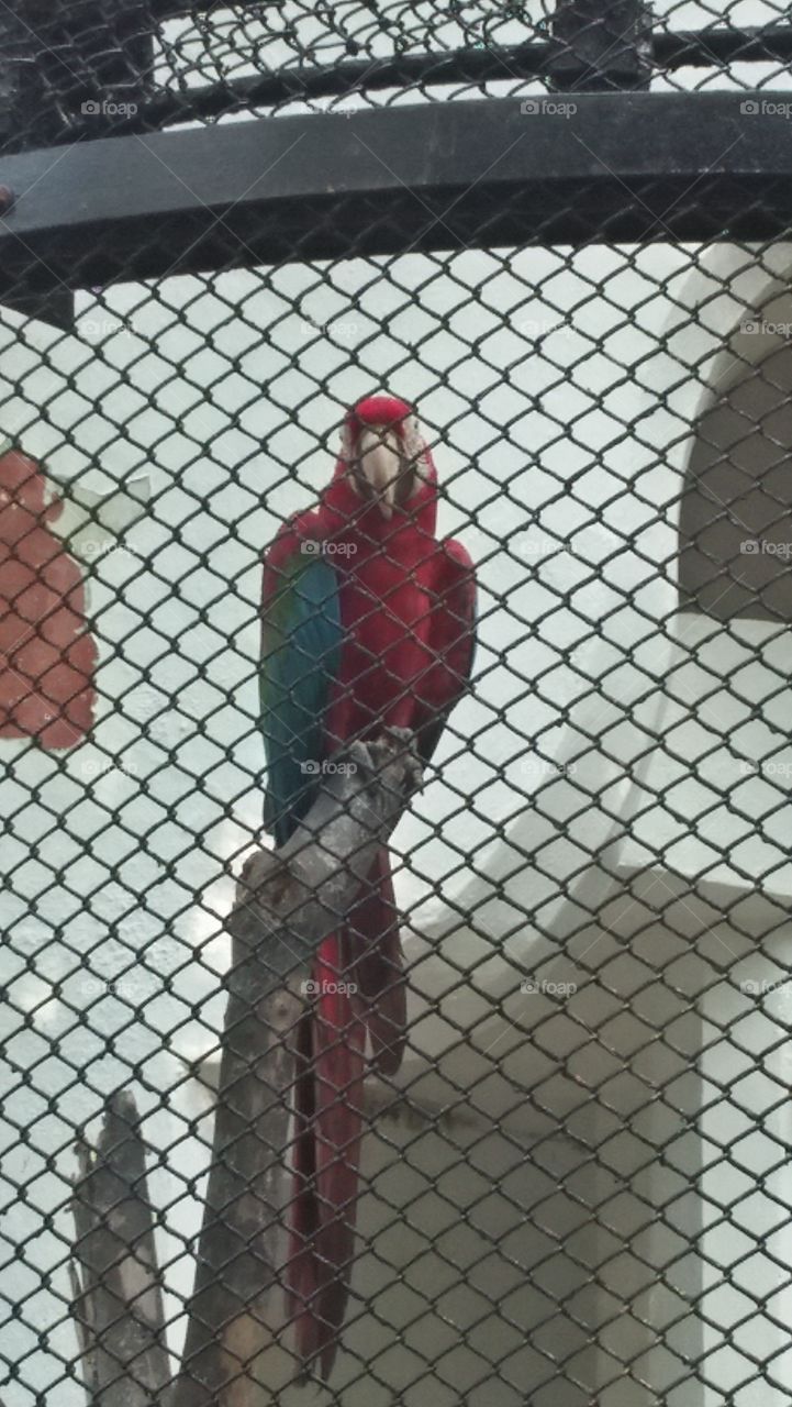 parrot