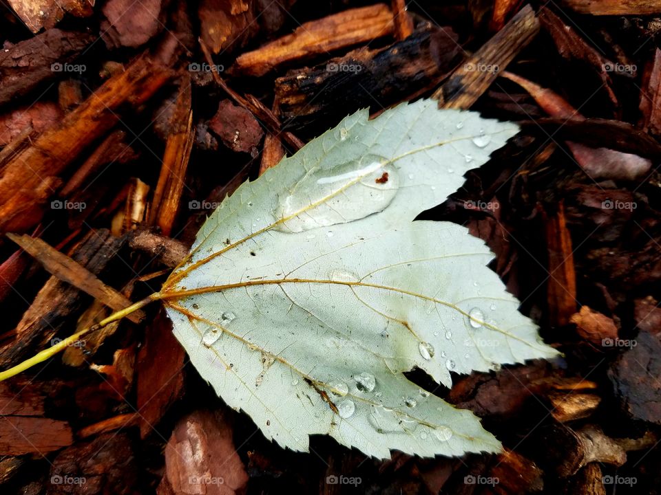 wet leaf on ground