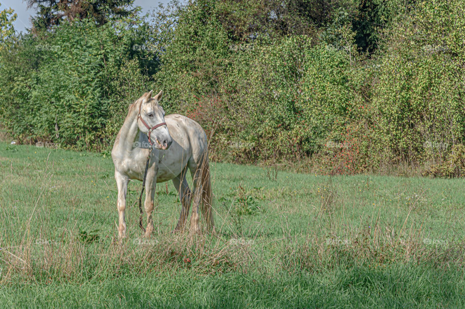 Horse on the meadow