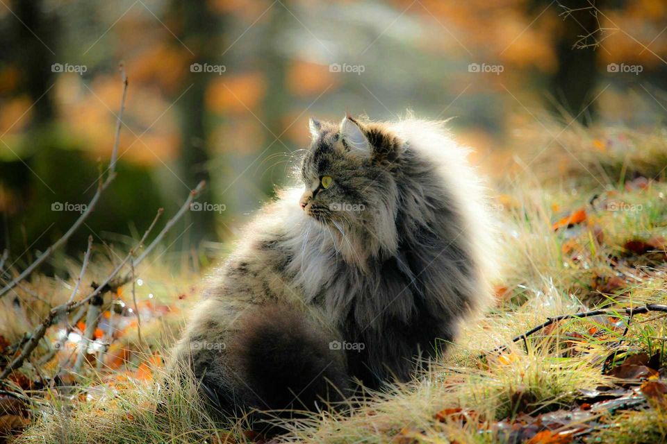 Bodil - my Norwegian forest