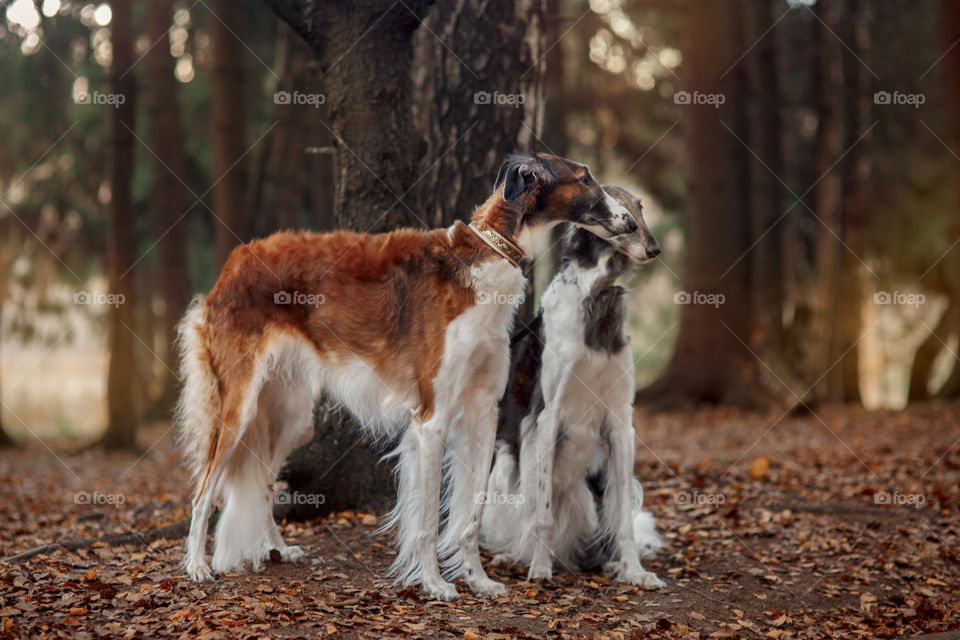 Russian borzoi dogs portrait in an autumn park