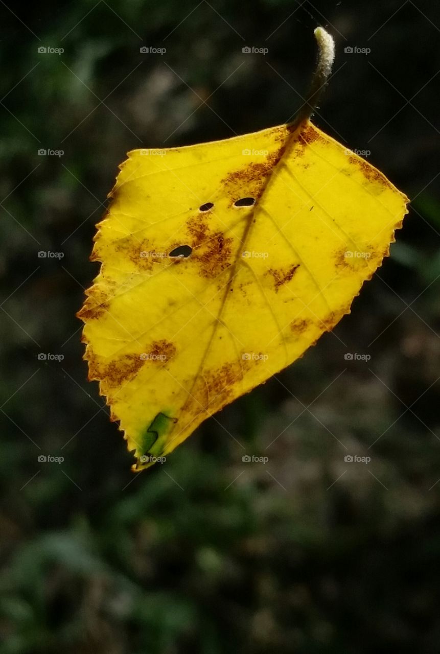 leaf on the breeze 1