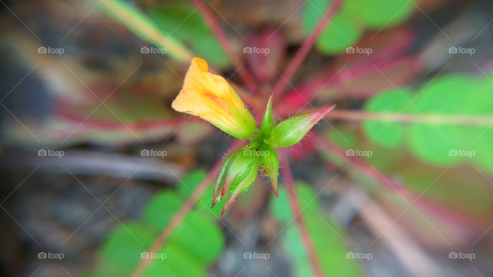 Elevated view of flower bud