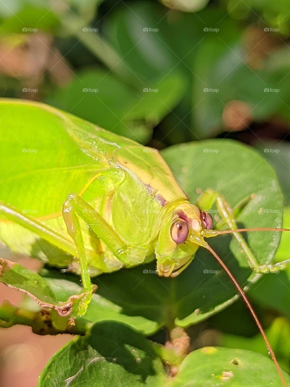 🦗👀🤣