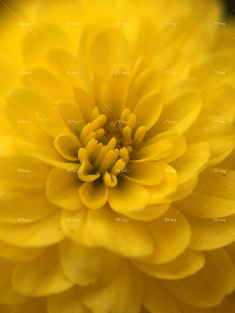 Yellow mum