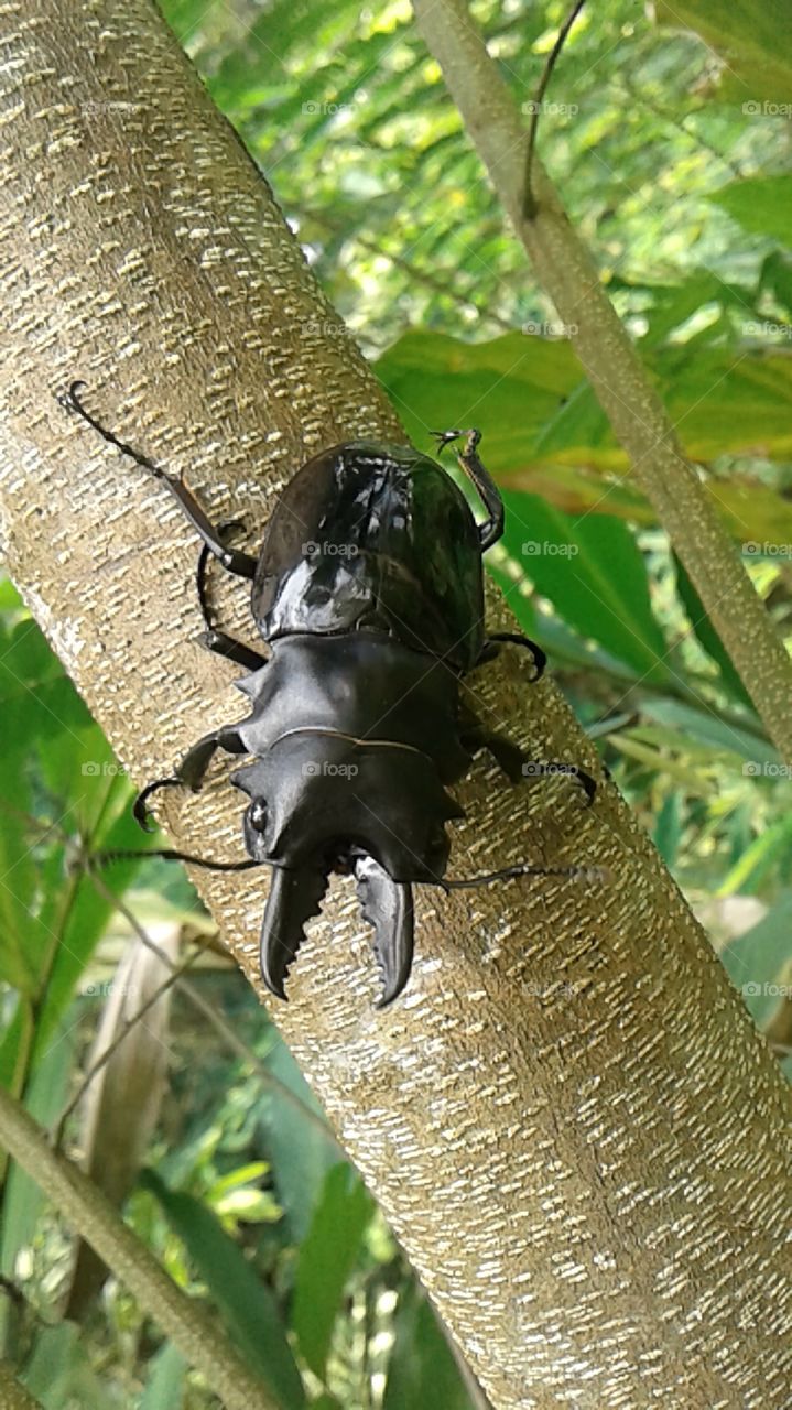 kumbang taring